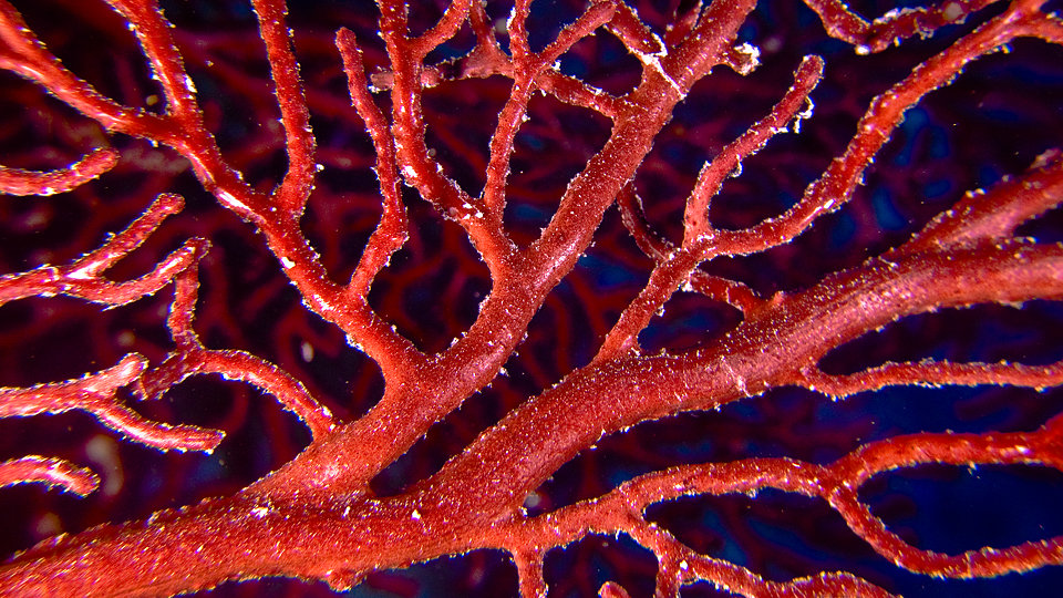 Red-coral